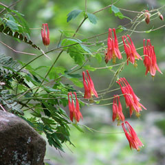 Aquilegia canadensis Wild Columbine, Red columbine, Meeting Houses, Common Columbine Aquilegia canadensis Wild Columbine, Red columbine, Meeting Houses, Common Columbine