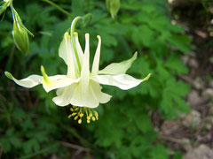 Aquilegia flavescens Columbine, Yellow columbine Aquilegia flavescens Columbine, Yellow columbine