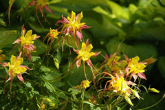 Aquilegia pubescens Columbine, Sierra columbine Aquilegia pubescens Columbine, Sierra columbine