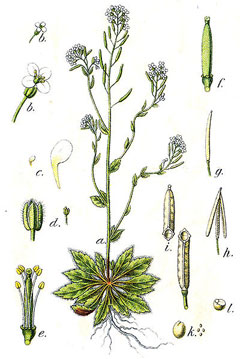 Arabidopsis thaliana Thale Cress, Mouseear cress Arabidopsis thaliana Thale Cress, Mouseear cress