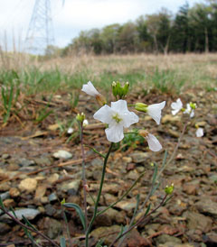 Arabis lyrata Rock Cress, Kamchatka rockcress, Lyrate rockcress Arabis lyrata Rock Cress, Kamchatka rockcress, Lyrate rockcress