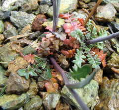 Arabis lyrata Rock Cress, Kamchatka rockcress, Lyrate rockcress Arabis lyrata Rock Cress, Kamchatka rockcress, Lyrate rockcress