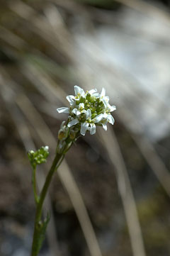 Arabis sagittata Arabis sagittata