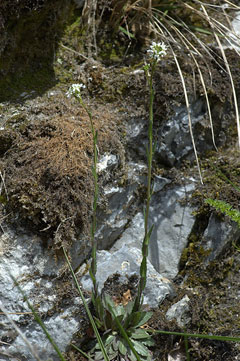 Arabis sagittata Arabis sagittata