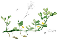 Arachis hypogaea Peanut Arachis hypogaea Peanut