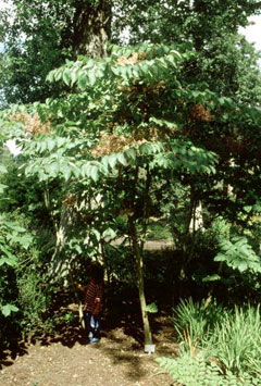 Aralia elata Japanese Angelica Tree, Angelica Tree