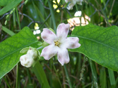 Araujia sericifera Cruel Plant, White bladderflower Araujia sericifera Cruel Plant, White bladderflower