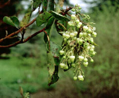 Arbutus andrachne Grecian StrawberryTree Arbutus andrachne Grecian StrawberryTree
