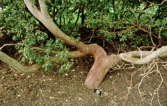 Arbutus andrachne Grecian StrawberryTree Arbutus andrachne Grecian StrawberryTree