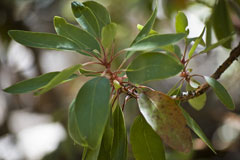 Arbutus arizonica Arizona Maderone Arbutus arizonica Arizona Maderone
