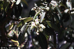 Arbutus arizonica Arizona Maderone Arbutus arizonica Arizona Maderone
