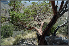 Arbutus texana Texas Madrone Arbutus texana Texas Madrone