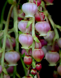 Arbutus x andrachnoides Arbutus x andrachnoides