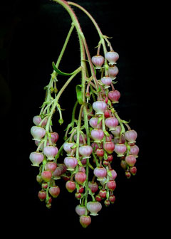 Arbutus x andrachnoides Arbutus x andrachnoides