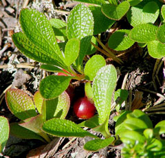 Arctostaphylos alpina Alpine Bearberry