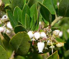 Arctostaphylos tomentosa Downy Manzanita, Woollyleaf manzanita, Brittleleaf manzanita, Dacite manzanita, Rosy manzanita, San Arctostaphylos tomentosa Downy Manzanita, Woollyleaf manzanita, Brittleleaf manzanita, Dacite manzanita, Rosy manzanita, San