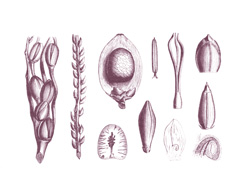 Areca catechu Betel Palm, Betel Nut Palm Areca catechu Betel Palm, Betel Nut Palm