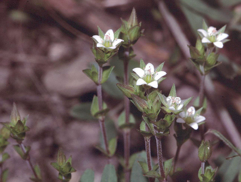 Arenaria serpyllifolia Thyme-Leaf Sandwort Arenaria serpyllifolia Thyme-Leaf Sandwort