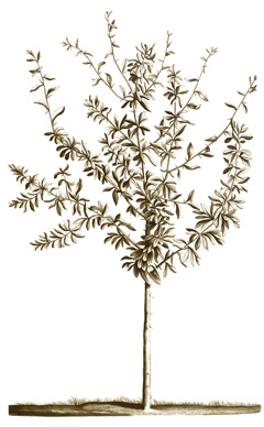 Argania spinosa Argan Tree, Spiny Argania, Morocco Ironwood Argania spinosa Argan Tree, Spiny Argania, Morocco Ironwood