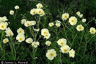 Argemone albiflora White Prickly Poppy, Bluestem pricklypoppy