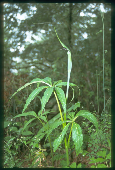 Arisaema jacquemontii Arisaema jacquemontii