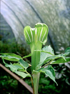 Arisaema jacquemontii Arisaema jacquemontii
