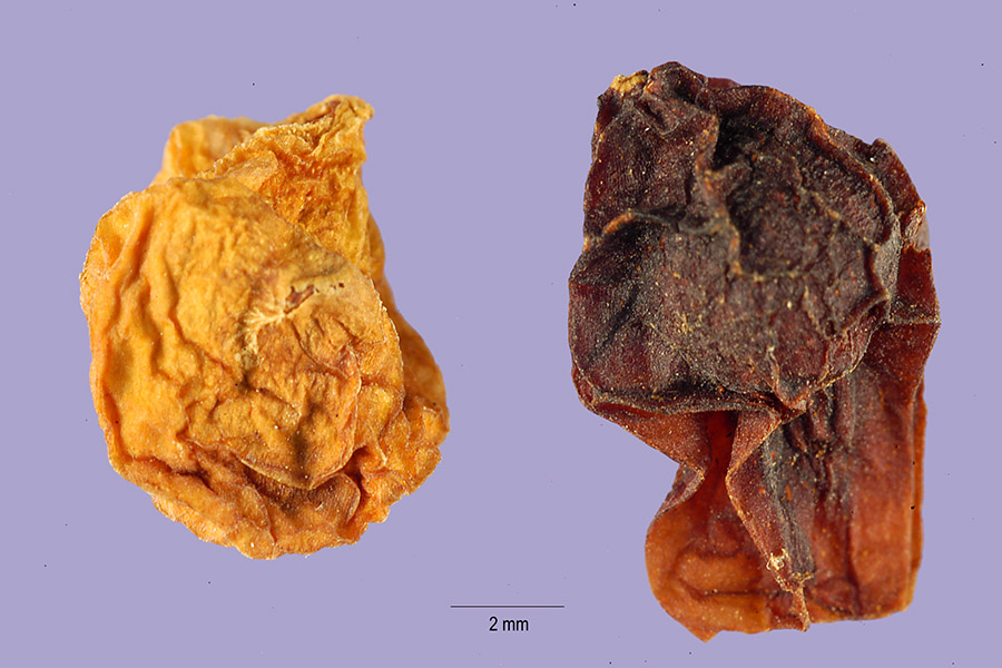 Arisaema quinatum Indian Turnip, Jack in the pulpit Arisaema quinatum Indian Turnip, Jack in the pulpit