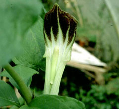 Arisaema triphyllum Jack In The Pulpit, Dragonroot, Indian Turnip Arisaema triphyllum Jack In The Pulpit, Dragonroot, Indian Turnip