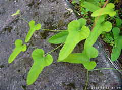 Aristolochia kaempferi Aristolochia kaempferi