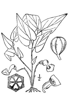 Aristolochia serpentaria Virginia Snakeroot Aristolochia serpentaria Virginia Snakeroot