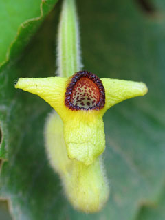 Aristolochia tomentosa Dutchman