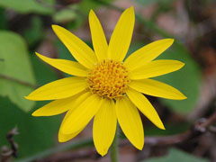 Arnica cordifolia Heartleaf Arnica Arnica cordifolia Heartleaf Arnica