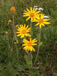 Arnica montana Arnica, Mountain arnica Arnica montana Arnica, Mountain arnica