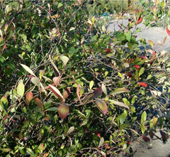 Aronia arbutifolia Red Chokeberry Aronia arbutifolia Red Chokeberry