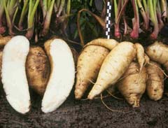 Arracacia xanthorrhiza Peruvian Parsnip, Arracacha Arracacia xanthorrhiza Peruvian Parsnip, Arracacha