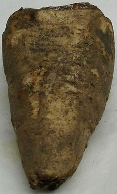 Arracacia xanthorrhiza Arracacha