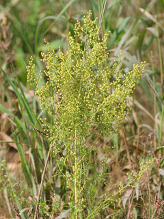 Artemisia annua Qing Hao, Sweet sagewort Artemisia annua Qing Hao, Sweet sagewort