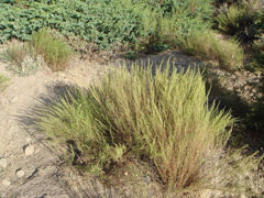 Artemisia campestris glutinosa Artemisia campestris glutinosa