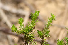 Artemisia capillaris Yin Chen Hao Artemisia capillaris Yin Chen Hao
