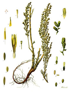 Artemisia_cina Cina, Santonica