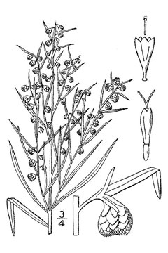 Artemisia dracunculoides Russian Tarragon, Tarragon, French Tarragon Artemisia dracunculoides Russian Tarragon, Tarragon, French Tarragon