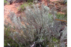 Artemisia filifolia Sand Sage, Sand sagebrush Artemisia filifolia Sand Sage, Sand sagebrush