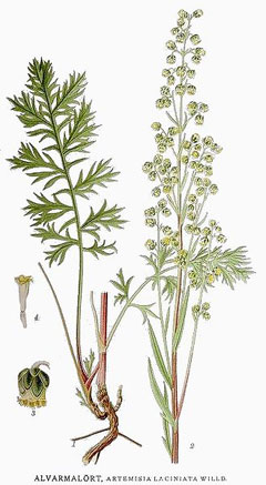 Artemisia laciniata Siberian wormwood