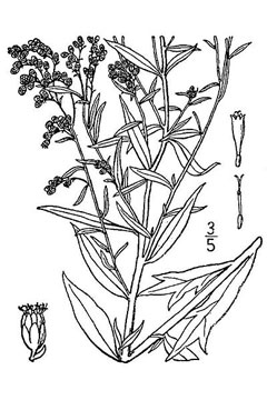 Artemisia ludoviciana White Sage, Louisiana Sage, Prairie Sage, Western Mugwort