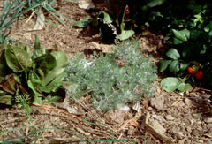 Artemisia_maritima Sea Wormwood
