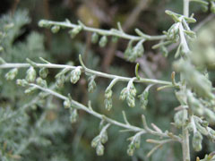Artemisia_maritima Sea Wormwood