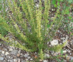 Artemisia michauxiana Mountain Sagewort, Michaux Artemisia michauxiana Mountain Sagewort, Michaux