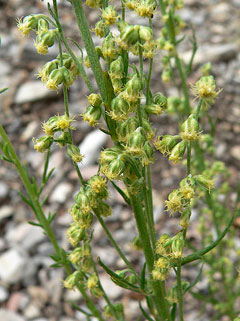 Artemisia michauxiana Mountain Sagewort, Michaux Artemisia michauxiana Mountain Sagewort, Michaux