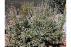 Artemisia nova Black Sagebrush Artemisia nova Black Sagebrush
