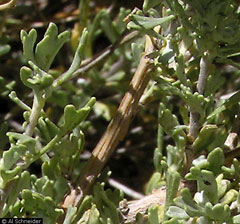 Artemisia nova Black Sagebrush Artemisia nova Black Sagebrush